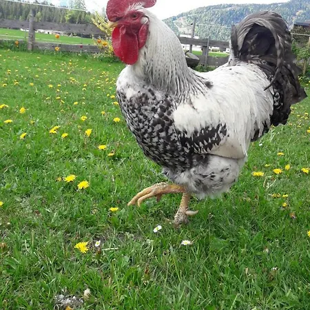 Thoamlhof 洛伊塔施