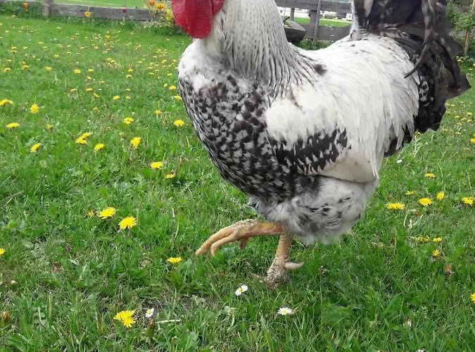 Thoamlhof لوتاش